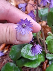 Soldanella montana