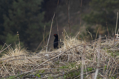 Lyrurus mlokosiewiczi