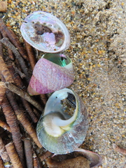 Haliotis virginea