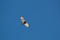 Buteo plagiatus