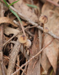 Mycena cystidiosa
