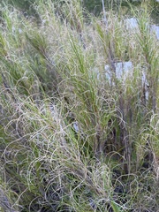 Pseudopentameris macrantha