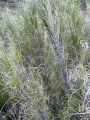 Pseudopentameris macrantha