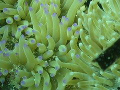 Heteractis