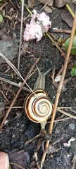 Cepaea nemoralis