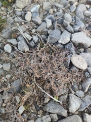 Leptinella maniototo