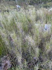 Pseudopentameris macrantha