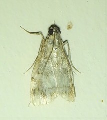 Stericta concisella