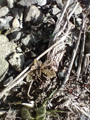 Myosotis brevis
