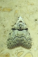 Nola pygmaeodes