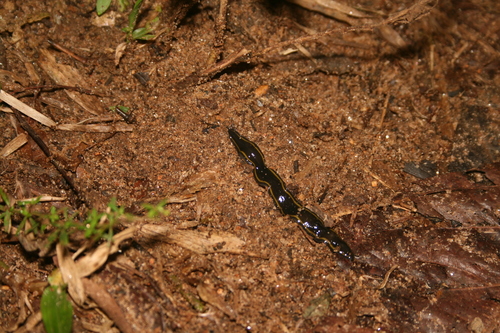 Genus Imbira · iNaturalist