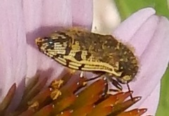 Acmaeodera mixta