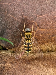 Chrysopilus ornatus