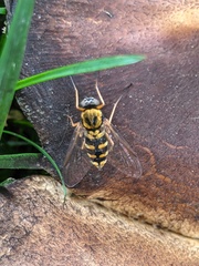 Chrysopilus ornatus