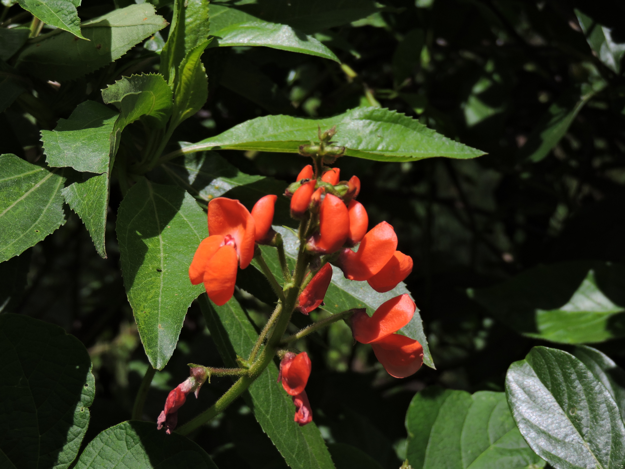 Phaseolus coccineus image