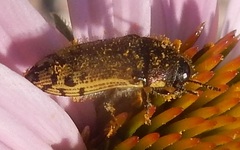 Acmaeodera mixta