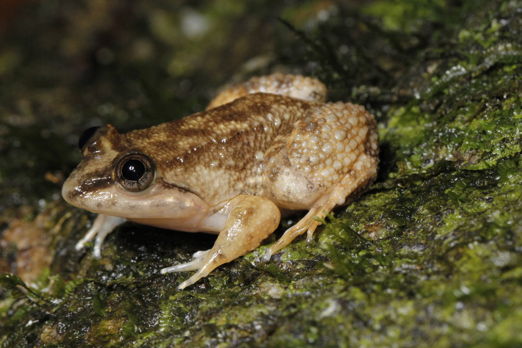 Larut Fanged Frog