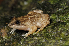 Larut Fanged Frog photo 1