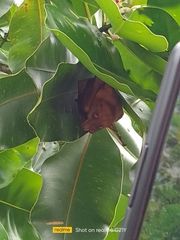 Macroglossus minimus