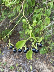 Jasminum simplicifolium