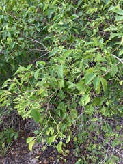Jasminum simplicifolium