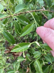 Jasminum simplicifolium