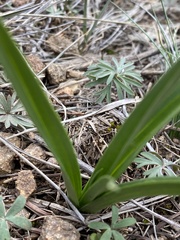 Melanthieae