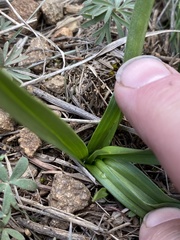 Melanthieae