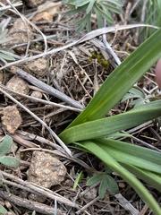 Melanthieae