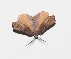 Achrosis rondelaria