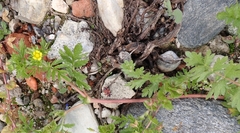Potentilla supina