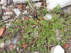 Potentilla supina