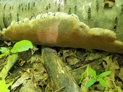 Phellinus prunicola