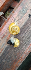 Cepaea