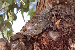 Ctenosaura macrolopha
