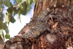 Ctenosaura macrolopha