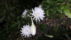 Epiphyllum oxypetalum
