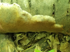 Phellinus prunicola