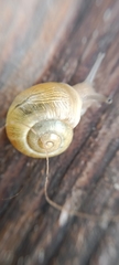 Cepaea