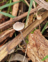 Mycena cystidiosa