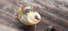 Cepaea