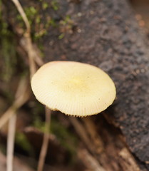 Pluteus hubregtseorum