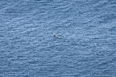 Delphinoidea