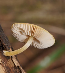 Pluteus hubregtseorum