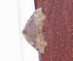 Achrosis rondelaria