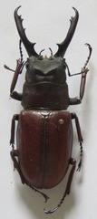 Prosopocoilus myrmecoleon