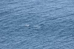 Delphinoidea