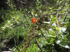 Alonsoa meridionalis