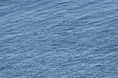 Delphinoidea