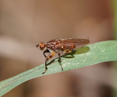 Tapeigaster pulverea